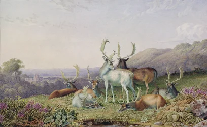 Hirsche in einer Landschaft
